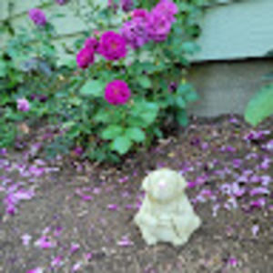 Meet your Posher, Amy